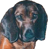 barvář.gif
