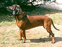 barvar.jpg