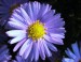 fialová květina.jpg